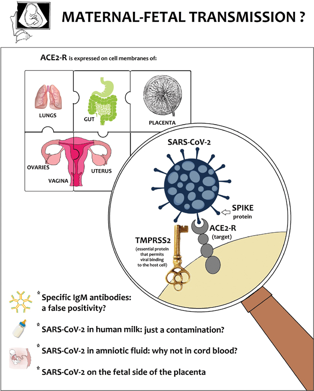 VerticalTransmissionofSARS-CoV-2Hypotheses-990000079e04513c.jpg