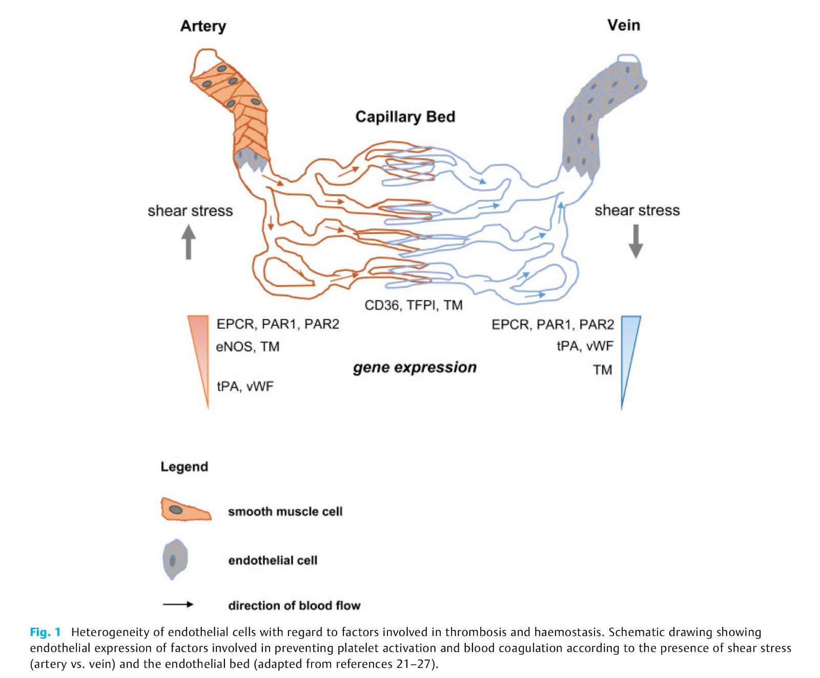 Role of Endothelial-3.jpg