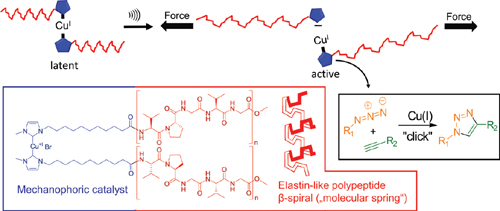 Biomimetic Elastin-Like.jpg