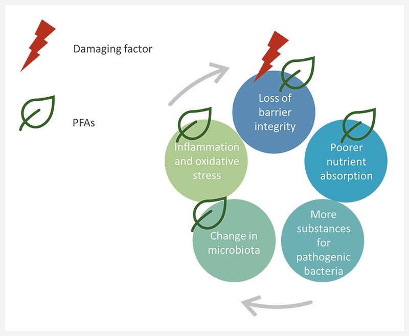 Phytogenic Compounds.jpg