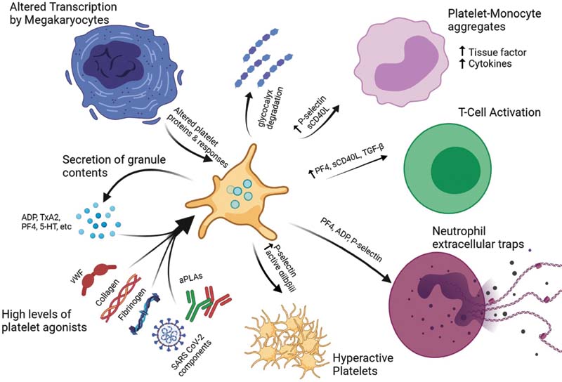 Platelet Dysregulation.jpg