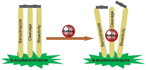 Synthetic Utility of N-Acylbenzotriazoles.gif