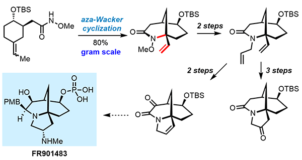 Aza-Wacker Cyclization Toward the.gif