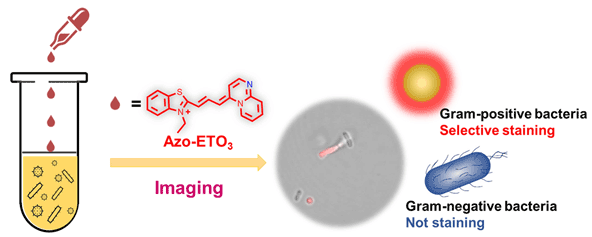 Synthesis of an Azo-Cyanine Dye as.gif