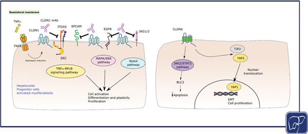 Tight Junction Proteins as Therapeutic.jpg