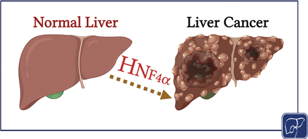 9-Role of Hepatocyte Nuclear.jpg